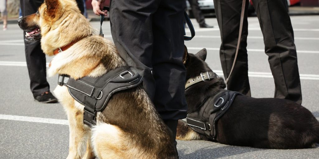 Smart police dogs outdoors